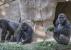Infos congo - Actualités Congo - -États-Unis: des grands singes vaccinés contre le Covid-19, une première mondiale