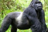 Un plaidoyer pour la protection des grands singes et des gorilles de Grauer