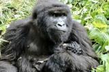 Le parc de Virunga enregistre la première naissance dans la famille des Gorilles 