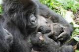 Des gorilles jumeaux sont nés au Parc national de Virunga