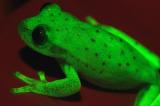 Des chercheurs découvrent une grenouille fluo qui révolutionne la connaissance sur la fluorescence