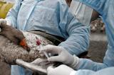 La grippe aviaire s’abat sur les oiseaux sauvages du Québec