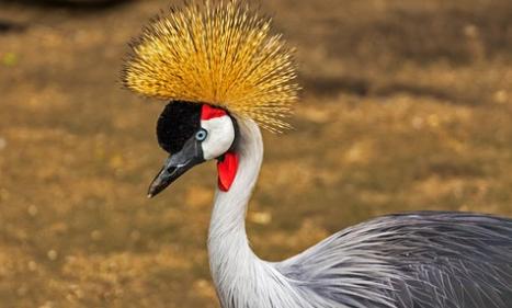 Infos congo - Actualités Congo - -Sauver la population de grues en voie de disparition en Afrique du Sud