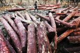 L’exploitation illégale du bois rouge a repris dans l’ex-Katanga