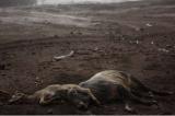 Guatemala : près de 100 morts trois jours après l’éruption du volcan de Feu