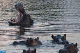 Pollution des rivières congolaises: deux hippopotames et plusieurs poissons de la réserve Mangay retrouvés morts par asphyxie