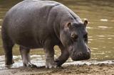 Le nombre d'hippopotames est en hausse dans le plus vieux parc naturel d'Afrique