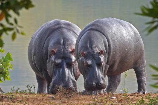 Kasaï-Central : deux hippopotames tuent une fillette et terrorisent la population à Lueta