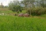 Inondations à Uvira : des hippopotames en divagation