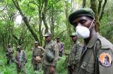 Nord-Kivu : L’ICCN « condamne le soulèvement populaire contre ses écogardes » à Masisi