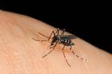 Des chercheurs ont découvert comment couper toute envie de vous piquer aux moustiques