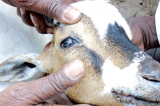 Maniema : la peste de petits ruminants déclarée à Kailo et Pangi
