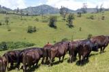 Ituri : environ 350 vaches pillées et deux bouviers enlevés dans une attaque des miliciens Codeco