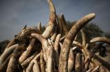 Protection des éléphants: la Chine veut bannir le commerce d'ivoire 