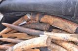 Haut-Katanga : saisie de près 200 Kg d’ivoires à Lubumbashi