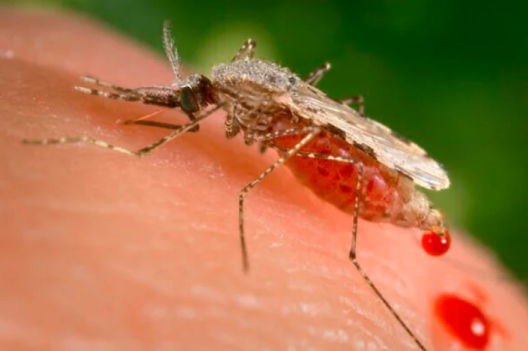 Malaria: des chercheurs israélien ont découvert que les parasites porteurs de la maladie piratent l’ARN pour tromper le système immunitaire  