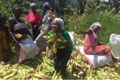 Infos congo - Actualités Congo - -Le PFCIGL vers l’atteinte de son objectif : appui au développement des chaînes de valeur de l’agrobusiness au Sud-Kivu