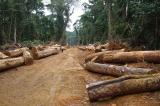 Le gouvernement saisit un faux contrat de concession forestière de 155.000 hectares pour 25 ans à la Tshopo