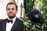 Leonardo DiCaprio a décidé de soutenir le Parc National du Virunga