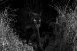 Kenya : rare photographie d’un léopard noir