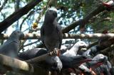 Protection de la faune : renforcement des mesures pour sauver les perroquets gris menacés par le commerce illégal
