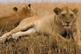 Kenya : deux lionnes échappées du parc national de Nairobi aperçues près d’une forêt