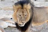 Deux ans après le lion Cecil, son fils Xanda abattu à son tour lors d'une partie de chasse