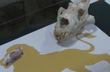 Maroc : des ossements de lions de l'Atlas exposés au Zoo de Rabat