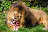 Afrique du Sud : des braconniers dévorés par des lions
