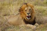 Kenya : un lion recherché après avoir tué un homme à Nairobi