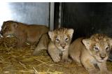 Parc des Virunga : naissance de trois lionceaux, signe encourageant pour la conservation