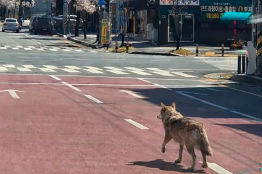 Corée du Sud: un loup s'échappe d'un zoo déclenchant d’importantes recherches dans les zones environnantes