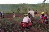La province de Mai-Ndombe est essentiellement à vocation agricole, selon le PNUD