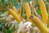 Haut-Katanga/Agriculture : la taxe maïs perçue frauduleusement ?   