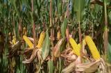 Haut-Katanga : la production du maïs en danger   
