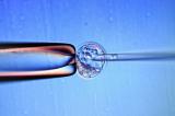 Des scientifiques britanniques autorisés à modifier génétiquement des embryons humains !