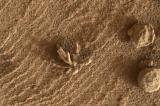 Le rover Curiosity rapporte une superbe photo d’une “fleur” sur Mars