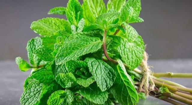 mediacongo.net - Actualités - Les feuilles de Menthe pour sécher l'acné et nettoyer les pores