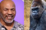 Mike Tyson a offert 9000€ pour se battre avec un gorille