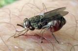 La mouche tsétsé l’une de cause de la trypanosomiase selon un médecin