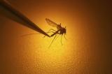 Paludisme : une bactérie contenue dans l’intestin des moustiques suscite l’espoir