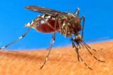 Nouveau médicament contre le paludisme