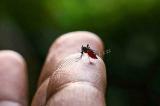 Inquiétudes après la découverte de moustiques super-résistants aux insecticides