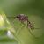 Infos congo - Actualités Congo - -À quoi servent les moustiques ?