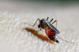 Zika: les Etats-Unis se préparent pour un virus Zika 