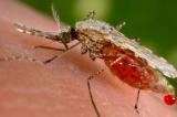 Paludisme : la RD Congo deuxième pays d’Afrique le plus touché en 2017  