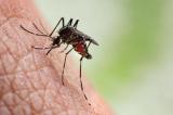 « Chikungunya »: Inquiétude sur le manque de riposte contre l’épidémie 