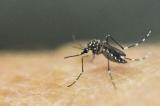 Zika: résultats positifs de phase I pour le vaccin de Valneva