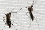20 millions de moustiques stérilisants lâchés en Californie