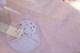 Des moustiques génétiquement modifiés pour combattre le paludisme au Burkina Faso 